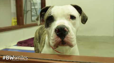 White and brown dog