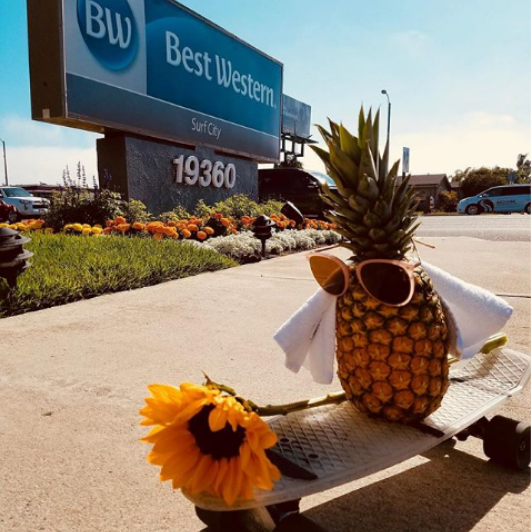 Pineapple wearing sunglasses on skateboard in front of Best Western Surf City