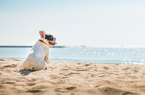 Best Western Rewards Made Simple