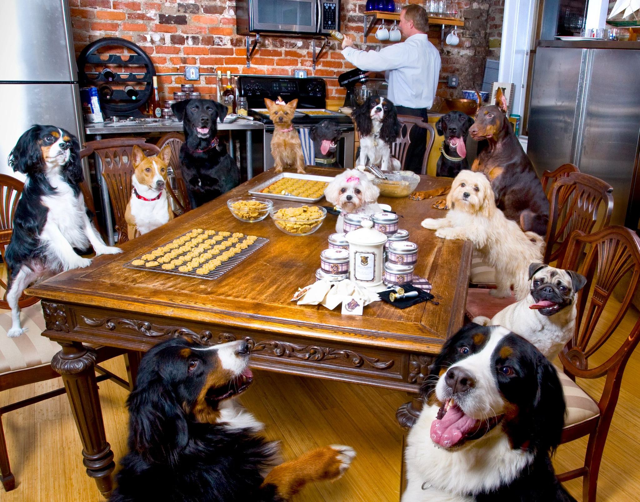 pet-friendly destinations