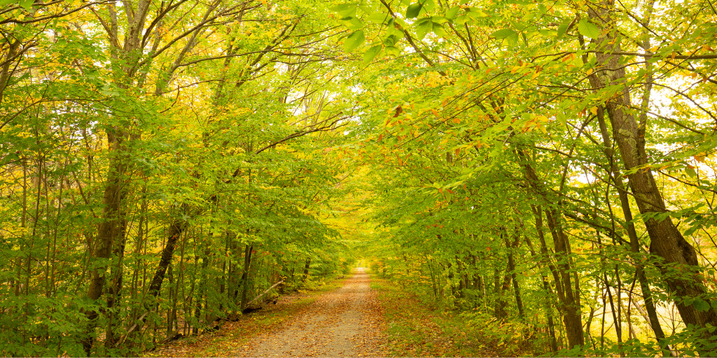 Northern Rail Trail in New Hampshire with a tree lined bike trail with orange leaves on the ground