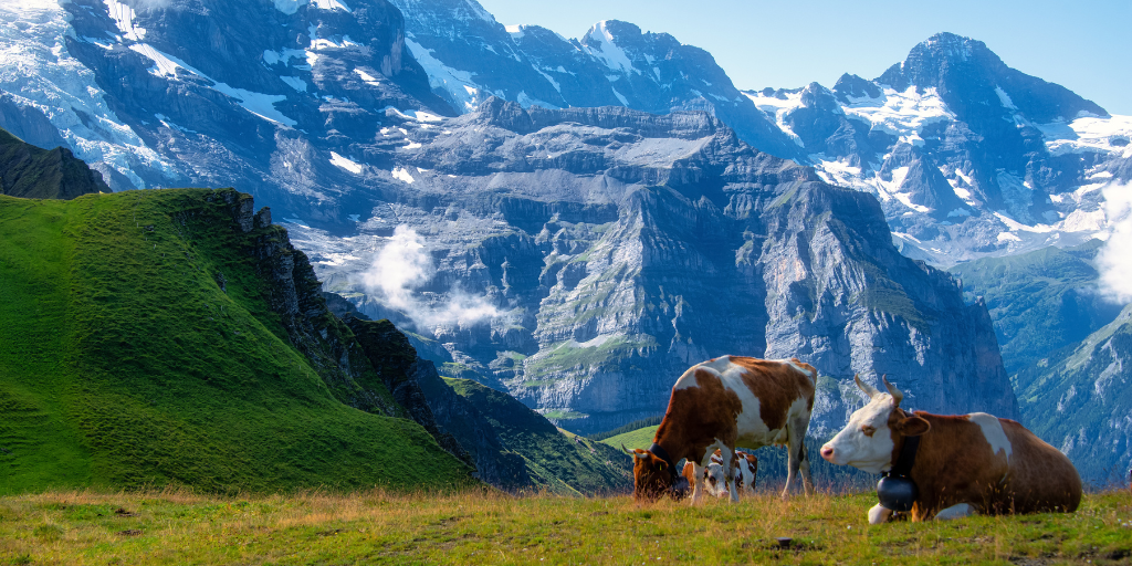 Culinary Alpine Romance: From Cheese Dairies with Mountain Views to Chocolate Factories