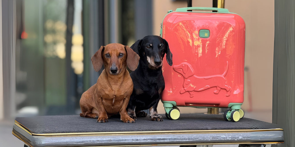 Two dogs on a luggage cart