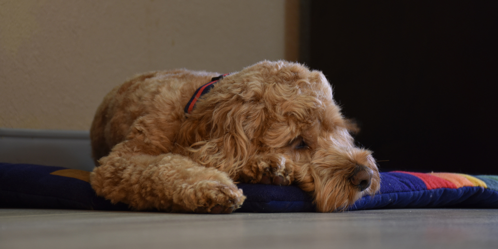 Tips for an unforgettable pet-friendly trip in Latin America