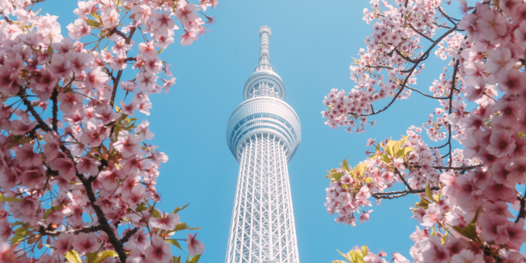 Our Tips for Cherry Blossom Season in Japan