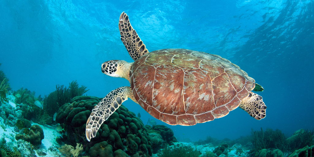 Best Diving in the Caribbean: The ‘Blue Destination’ Gem of Bonaire