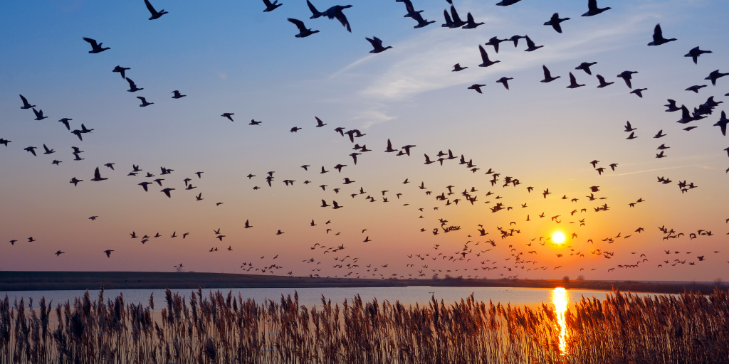 Top Destinations to See the Spring Bird Migration in North America