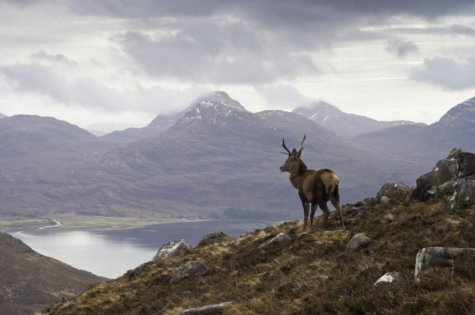 A red deer with antlers stands on a grassy hillside overlooking a lake, with rugged mountains and low clouds in the background.