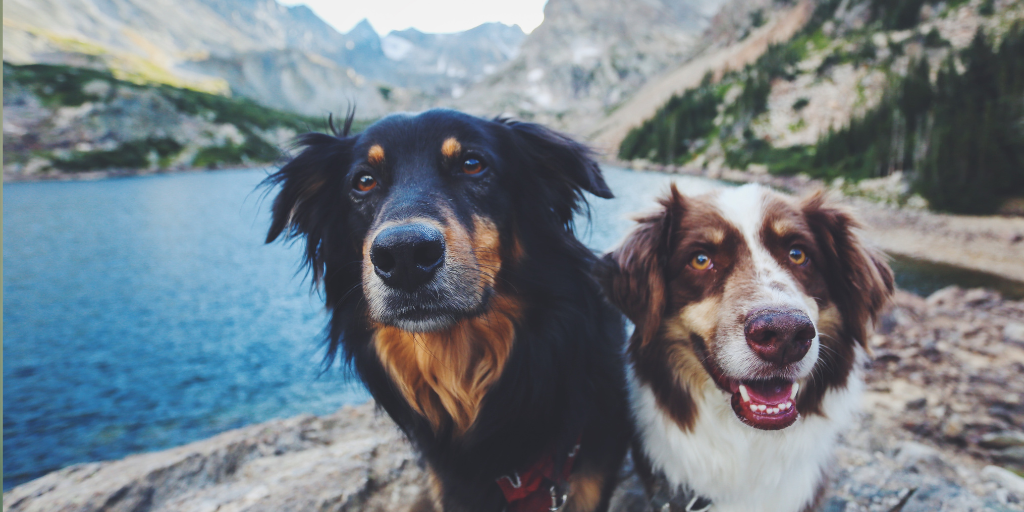 Pet-Friendly Lakeside Retreats to Cool Down At This Summer 