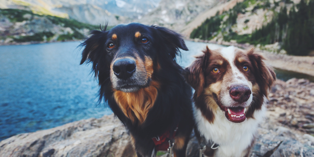 Sit, Stay, Explore: A Pet-Friendly Travel Guide across the USA