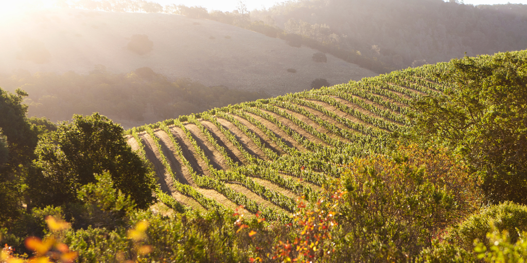 Sunlit vineyard rows stretch across rolling green hills, surrounded by lush trees and vegetation in warm golden light.
