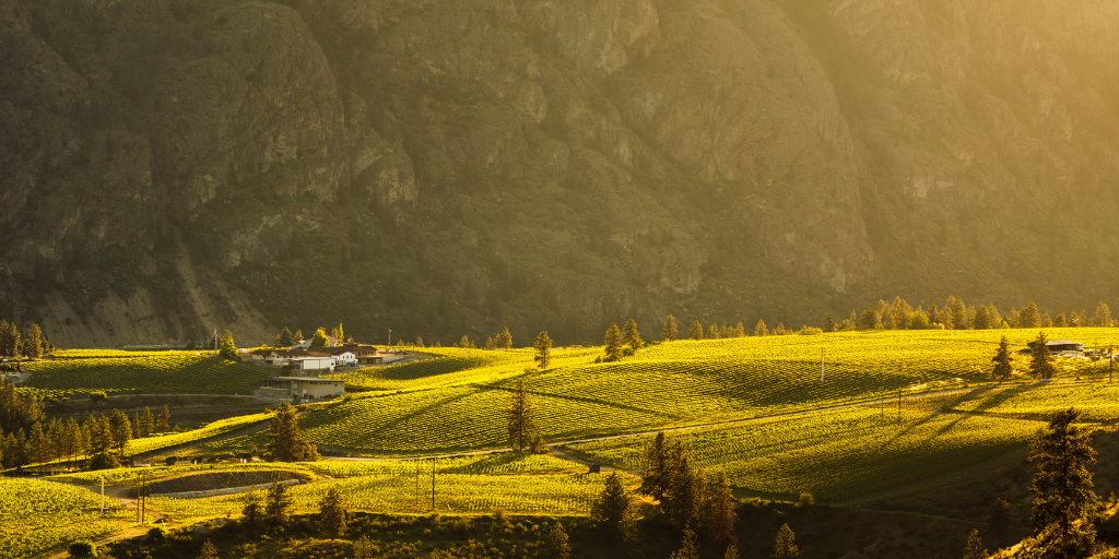 Golden sunlight illuminates rows of vineyards across rolling hills, set against a dramatic mountain backdrop.